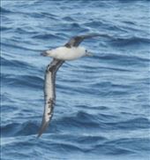 Laysan Albatross, Unalaska: by vagabonds3, Views[327]