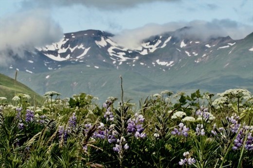 Mountains and Lupine, Unalaska