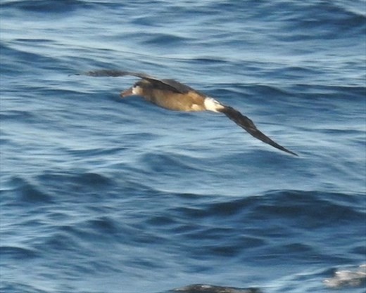 Mottled Petrel, Unalaska