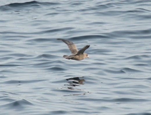 Northern Fulmar, Unalaska