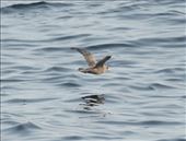 Northern Fulmar, Unalaska: by vagabonds3, Views[98]