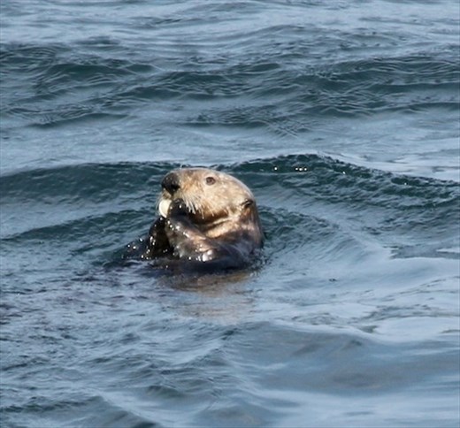 Sea Otter, Unalaska