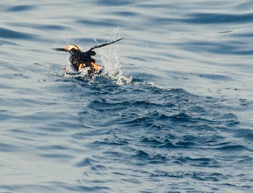 Tufted Puffin, Unalaska