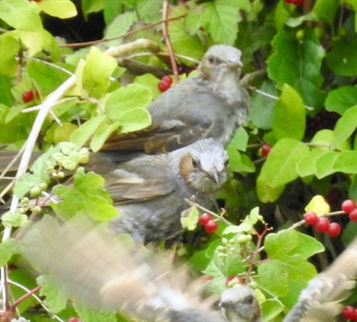 Brown-eared bulbuls, Goryokaku Fort, Hakodate