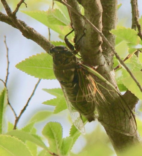 One of a million cicadas, Takamatsu