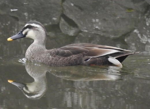 Eastern Spot-billed Duck, Goryokaku Fort, Hakodate