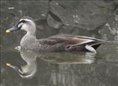 Eastern Spot-billed Duck, Goryokaku Fort, Hakodate: by vagabonds3, Views[252]
