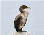 Japanese Cormorant, Otaru: by vagabonds3, Views[374]