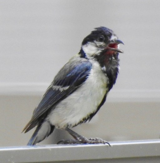 Japanese Tit, Goryokaku Fort, Hakodate