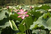 A perfect lotus blossom, Ritsurin Garden, Takamatsu: by vagabonds3, Views[325]