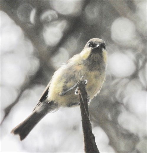 Marsh Tit, Goryokaku Fort, Hakodate
