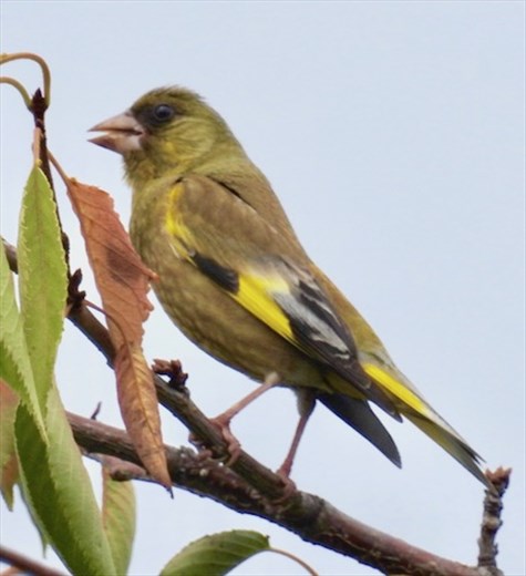 Oriental Greenfinch, Goryokaku Fort, Hakodate