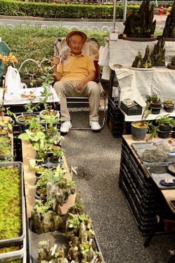 Bonsai Guy, Kochi Market