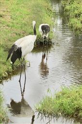 Red-crowned Cranes, Kushiro: by vagabonds3, Views[213]