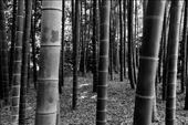 Bamboo Forest, Imperial Palace Garden: by vagabonds3, Views[426]