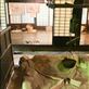 Traditional farmhouse rooms, Hida Folk Village: by vagabonds3, Views[279]