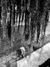 Boy under Willow Tree, Takayama: by vagabonds3, Views[822]