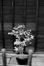 Simplicity in Black and White, Takayama: by vagabonds3, Views[315]