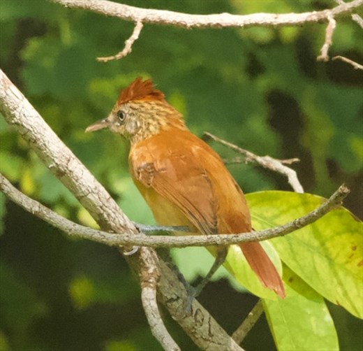 Barred Antshirke, BioMuseo Panama City