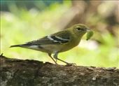 Bay-Breasted Warbler, Metropolitan Park, Panama City Panama: by vagabonds3, Views[238]