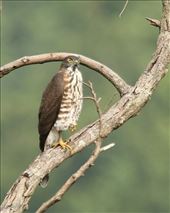 Bersa: by vagabonds3, Views[47]