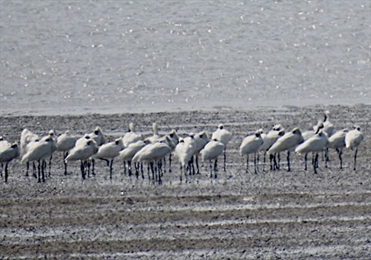 Black-faced spoonbills