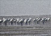 Black-faced spoonbills: by vagabonds3, Views[50]
