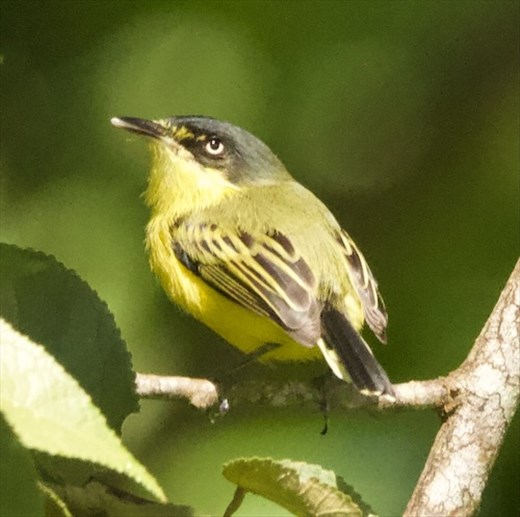 Common Toady Flycatcher, BioMuseo Panama City