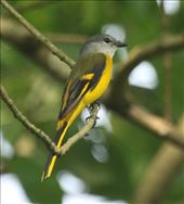 Grey-Chinned Minivet: by vagabonds3, Views[80]