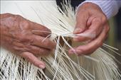 A nearly forgotten skill, Lucindia hand 'weaves a Montecristi: by vagabonds3, Views[222]