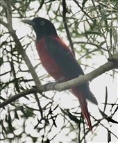 Maroon Oriole: by vagabonds3, Views[53]
