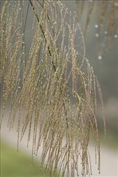 dew: by vagabonds3, Views[47]