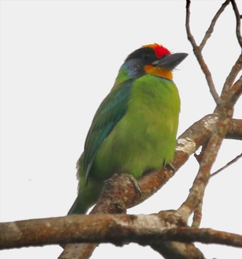necklaced barbet