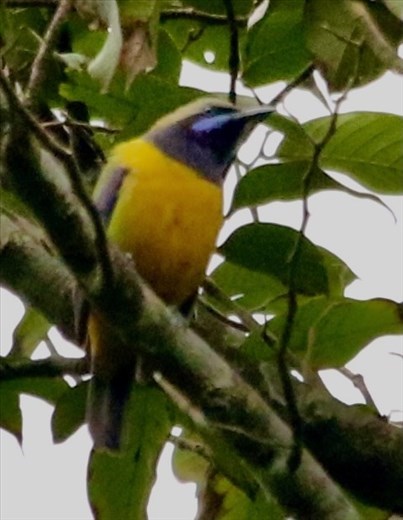 orange belllied leafbird