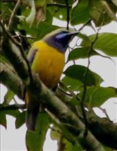 orange belllied leafbird: by vagabonds3, Views[80]
