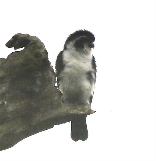 pied falconet