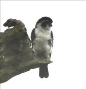 pied falconet: by vagabonds3, Views[71]