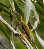 streaked spiderhunter: by vagabonds3, Views[76]