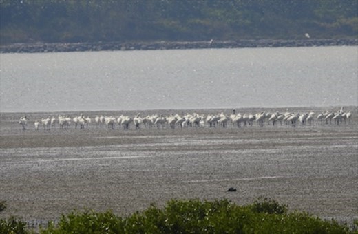 Black-faced Spoonbills
