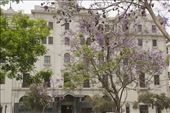 Gran Hotel Bolivar and jacaranda trees: by vagabonds3, Views[387]