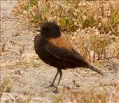 Austral Negrito, a real cutie—Coquimbo, Chile: by vagabonds3, Views[216]