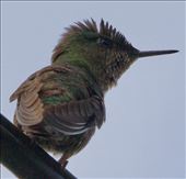 Green-Backed Firecrown, Puerto Varas: by vagabonds3, Views[275]