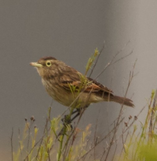 Spectacled Tyrant, Coquimbo, Chile