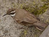 Grey-Flanked Cinclodes, Puerto Varas: by vagabonds3, Views[231]