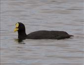 Red-Gartered Coot, Coquimbo, Chile: by vagabonds3, Views[238]
