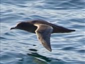 Sooty Shearwater: by vagabonds3, Views[223]