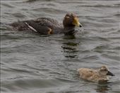 Falkland Steamer Duck and chick: by vagabonds3, Views[232]