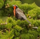 Long-tailed Meadowlark: by vagabonds3, Views[270]