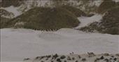 Gentoo Penguin colony: by vagabonds3, Views[267]