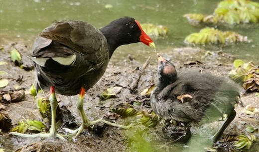 Common Gallinule and Chick, Costanera Sur Reserve